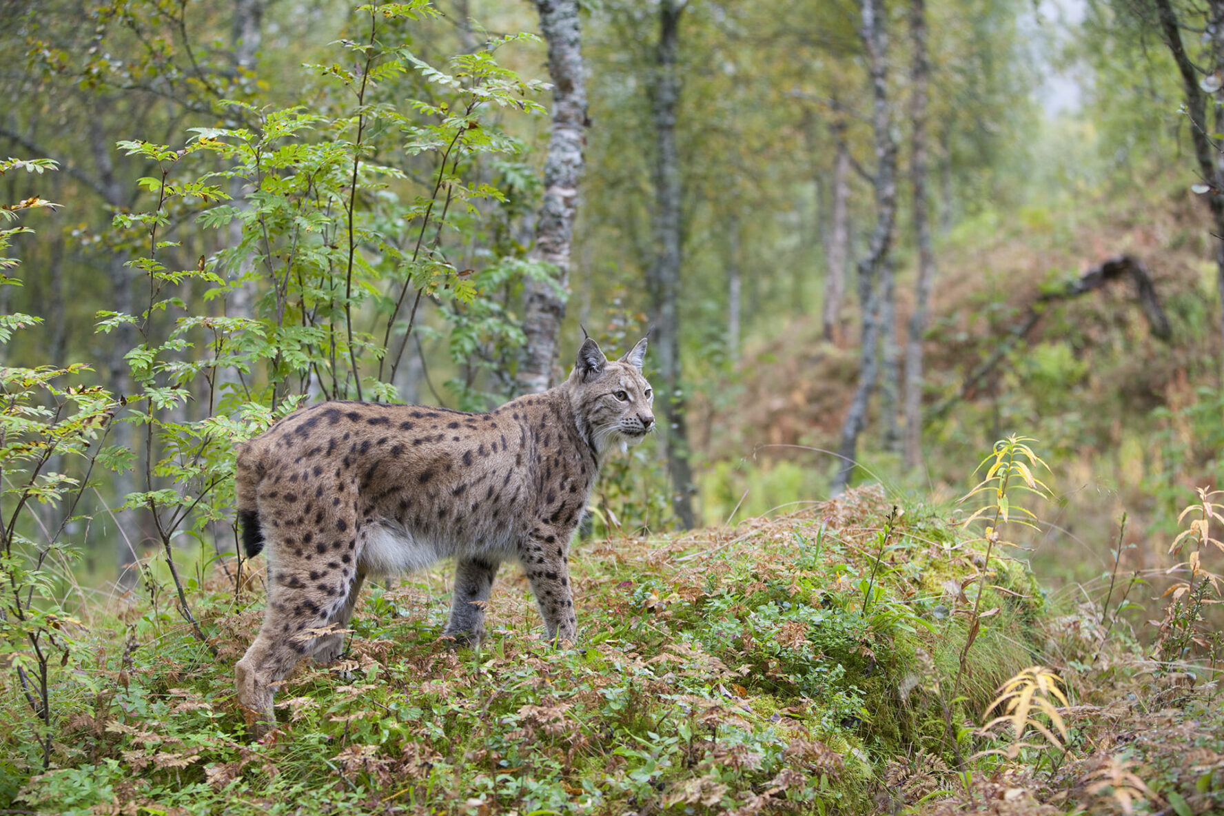 Wildlife in the Cairngorms National Park