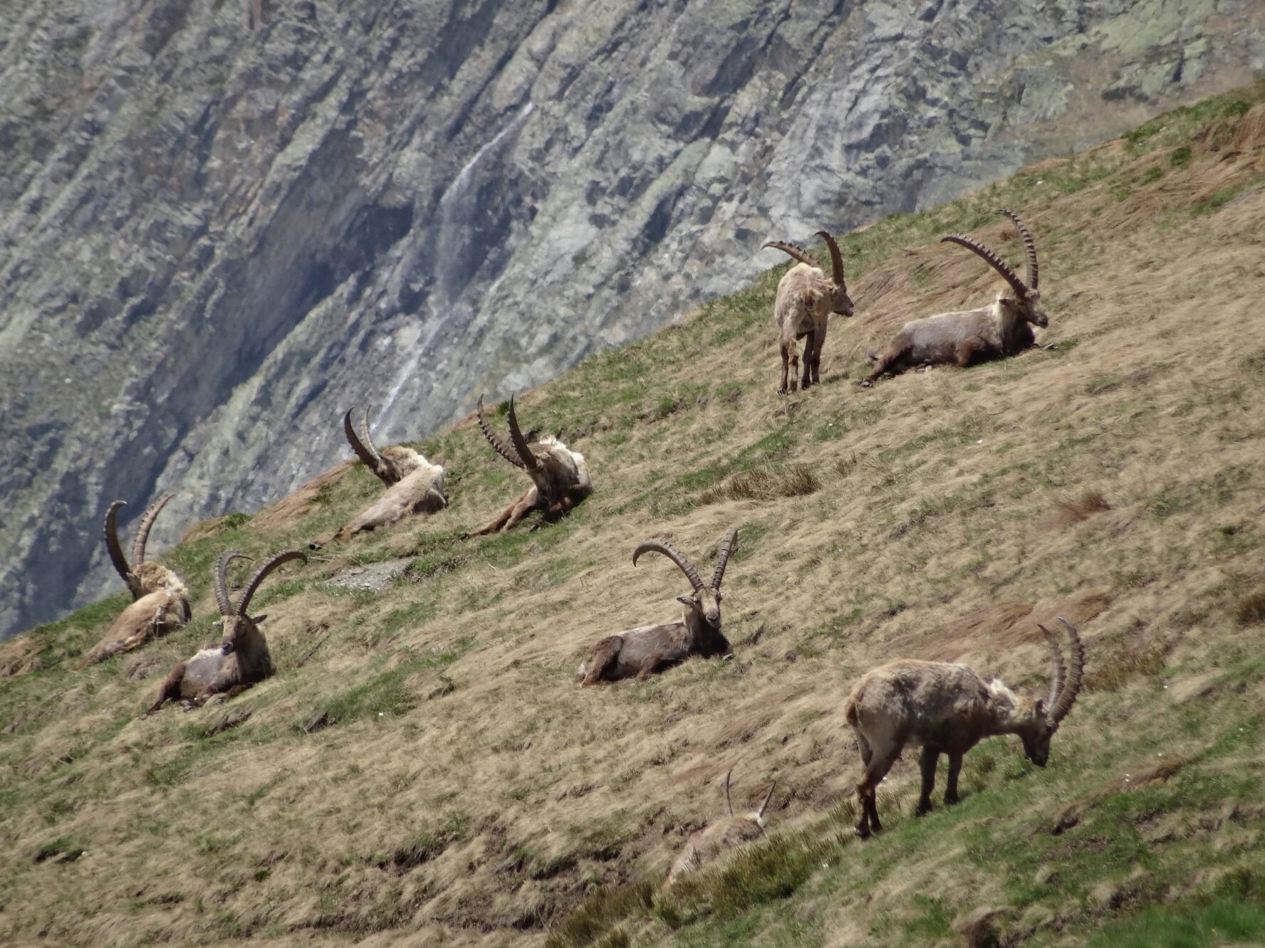 Wildlife on TMB trail