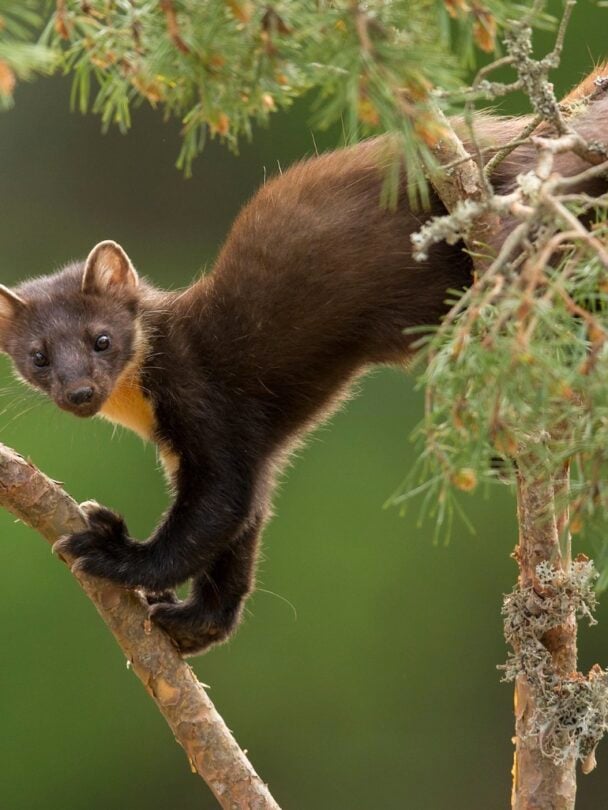 Two hikers crossing a shallow river
