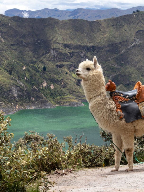 Guided Avenue of the Volcanoes trekking tour