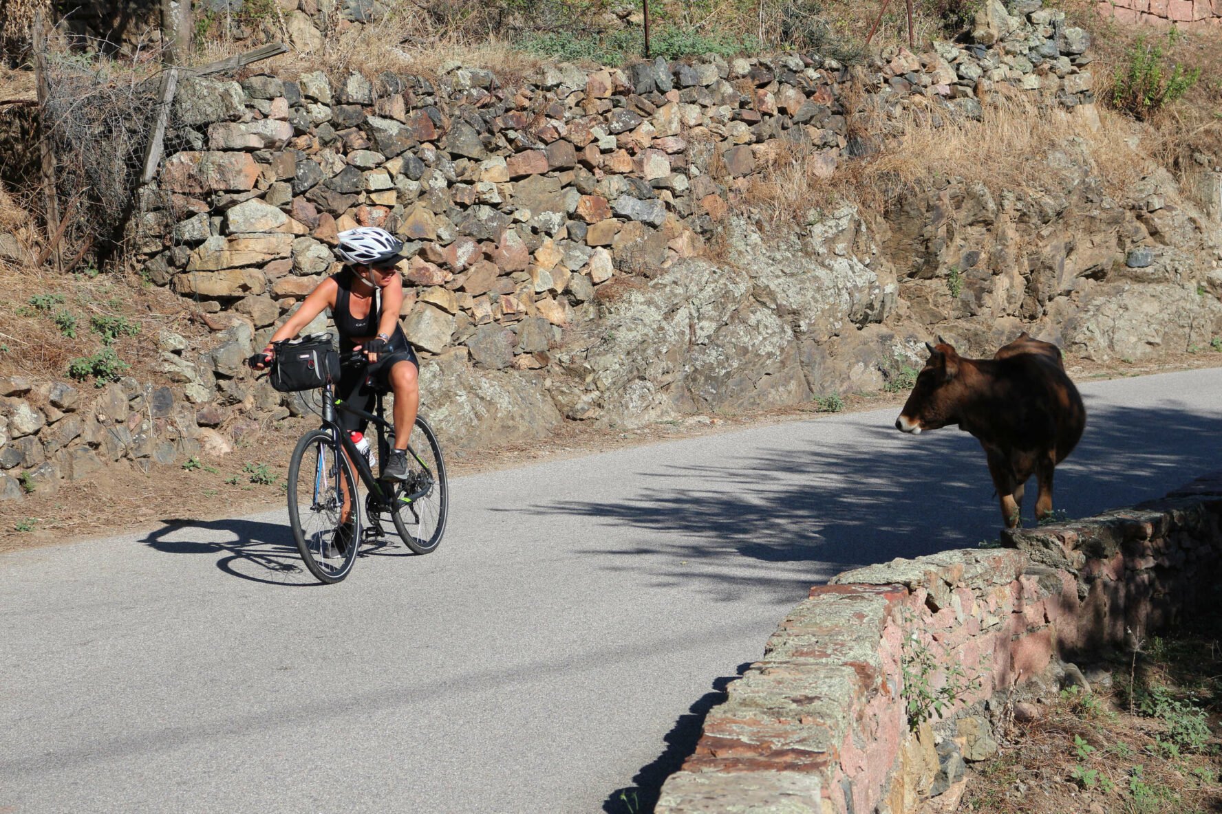 Cyclist and cow in Sardinia