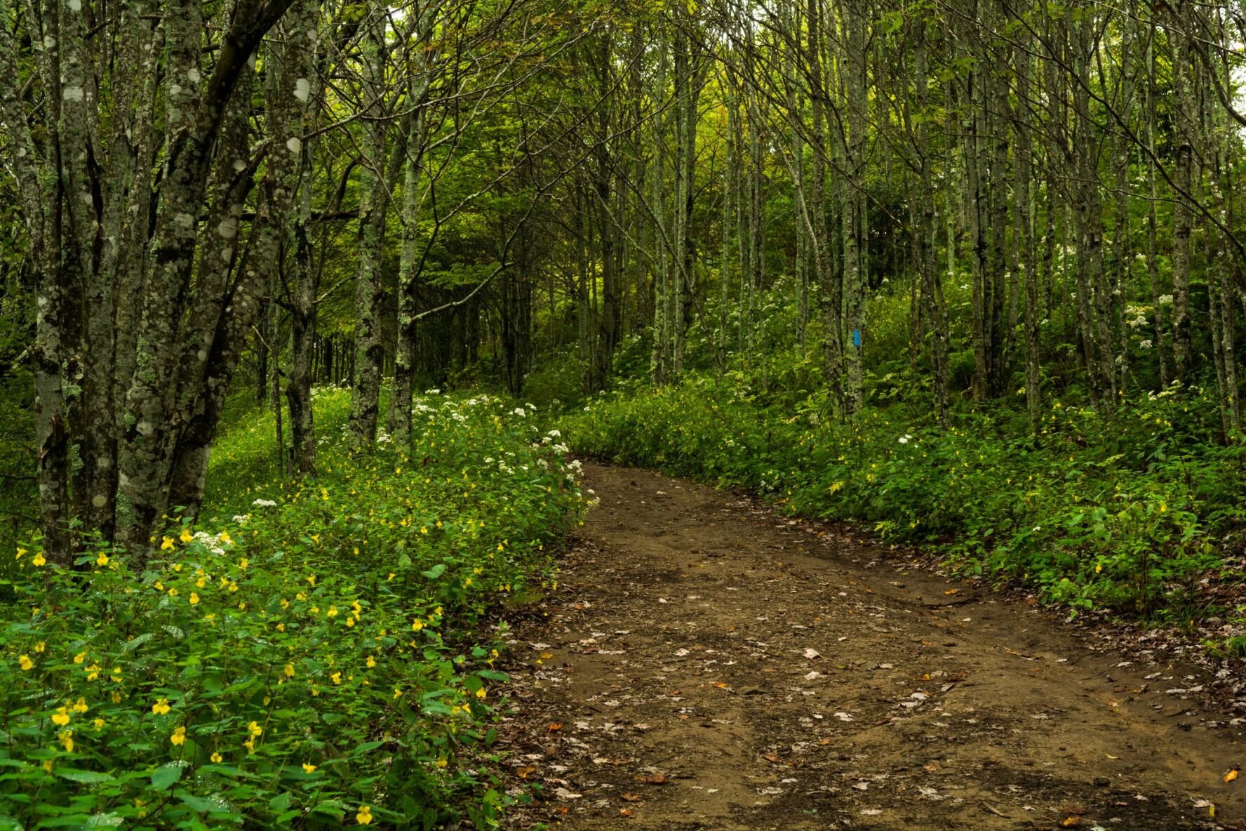 Appalachian Trail Tours with Expert - Forest Trail Appalachian Trail 1776x1184 