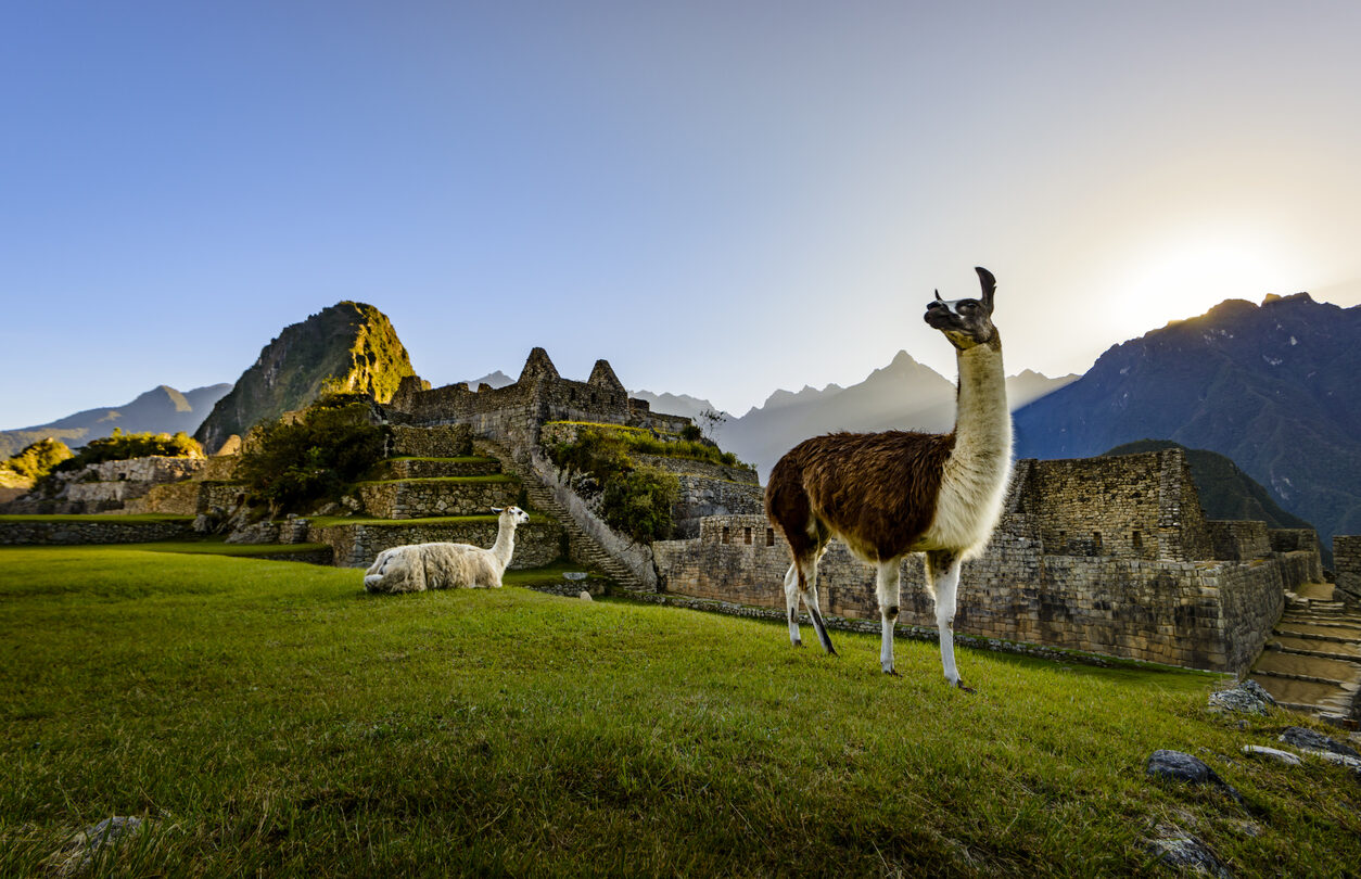 Llamas in Machu Picchu, Peru.