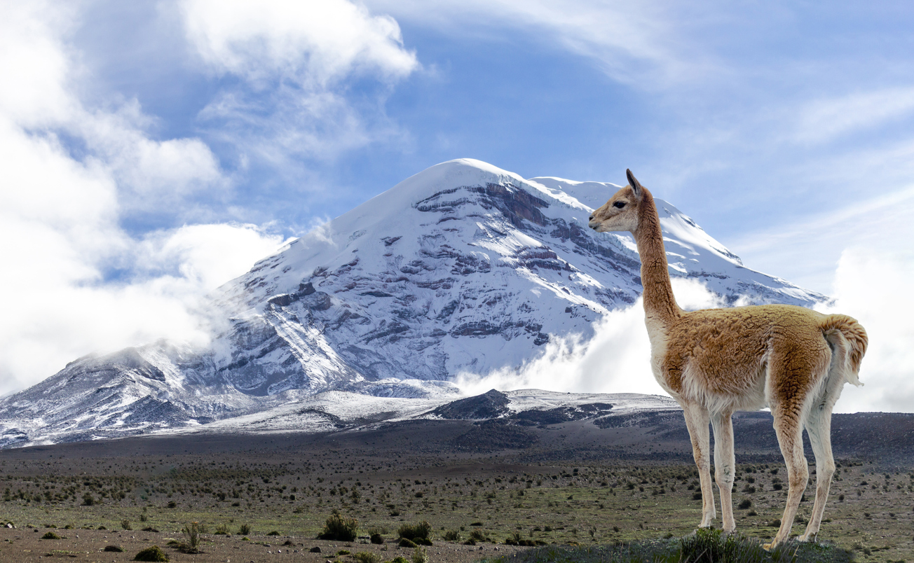 Vicuna and the Chimborazo volcano