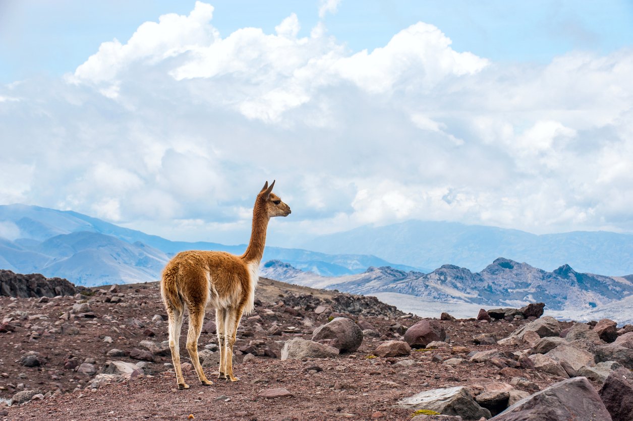 Vicuna, llama relative in Ecuador