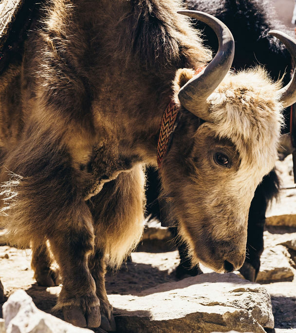 Rugged luxury Everest Base Camp Trek