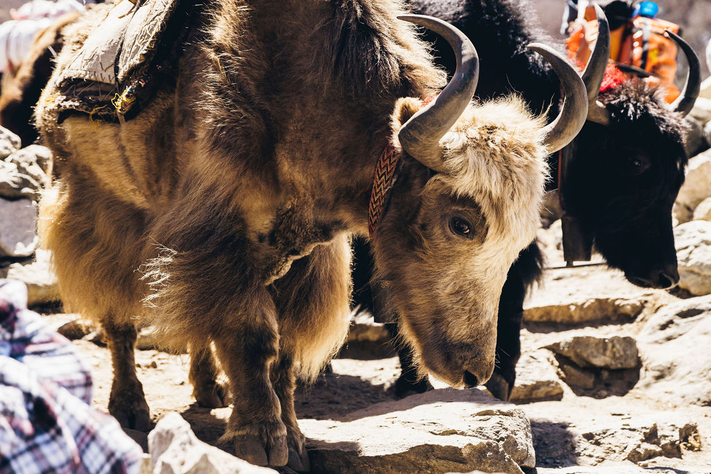 Cute yaks in Nepal