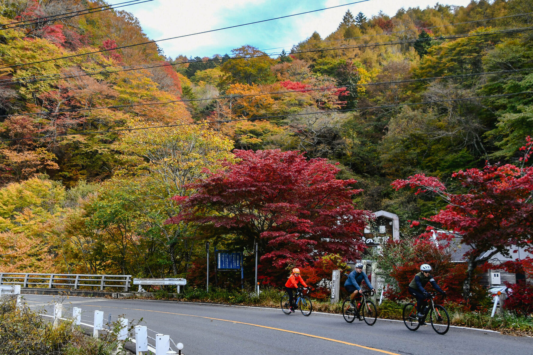 Cyclists riding next to a forest in fall colors, Nasu-Nikko, Japan.