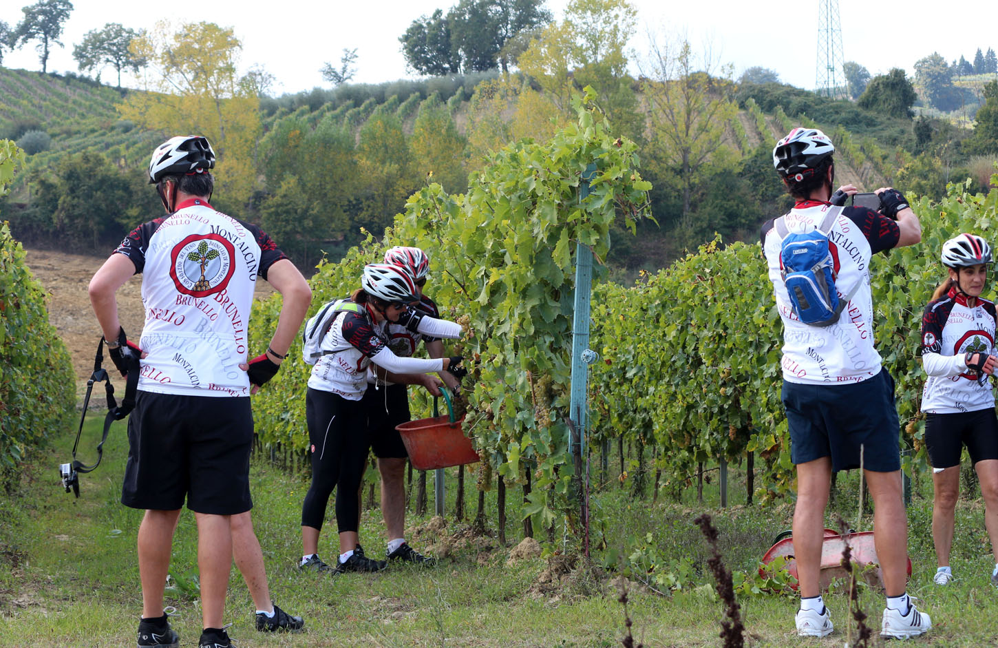Cyclists in a vineyard in Tuscany
