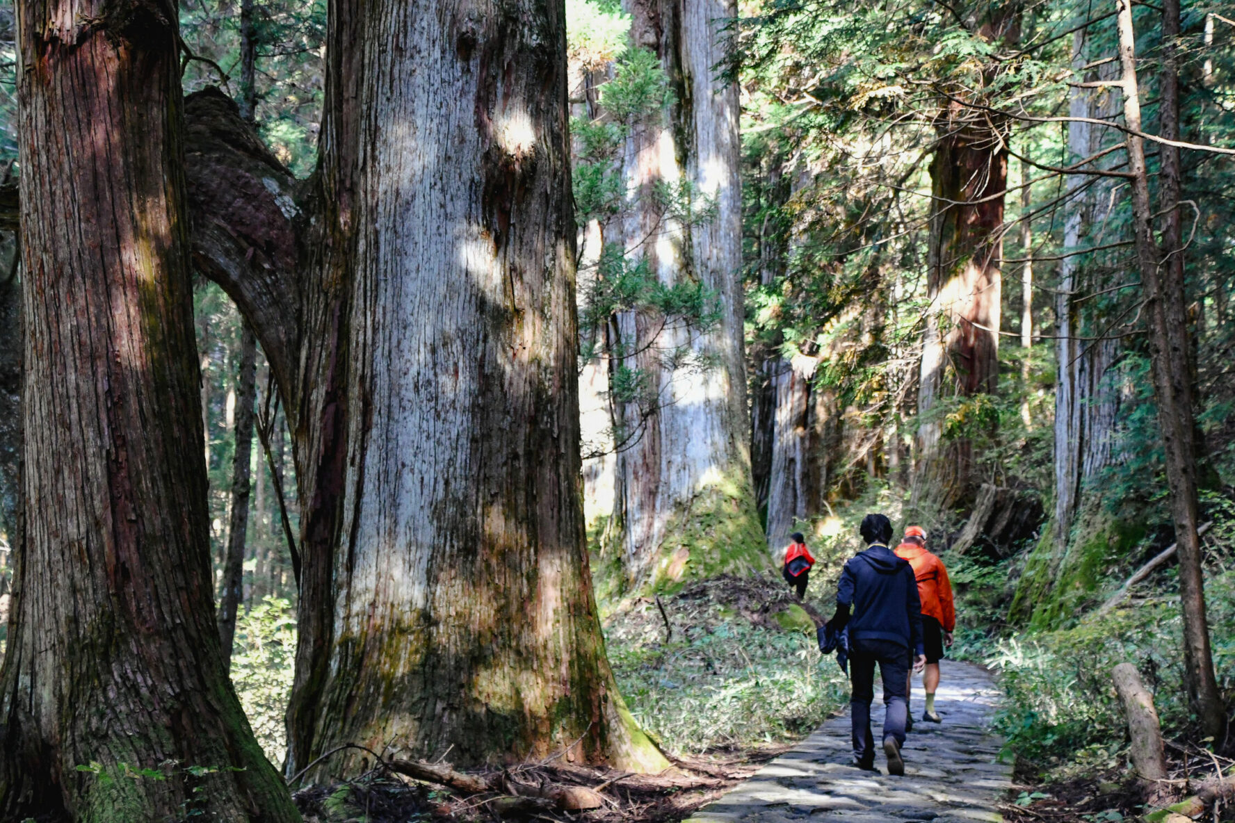 Hikers walking beside ancient cedars inn Japan.