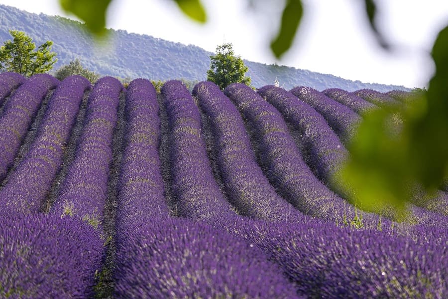 Lavander Provence view