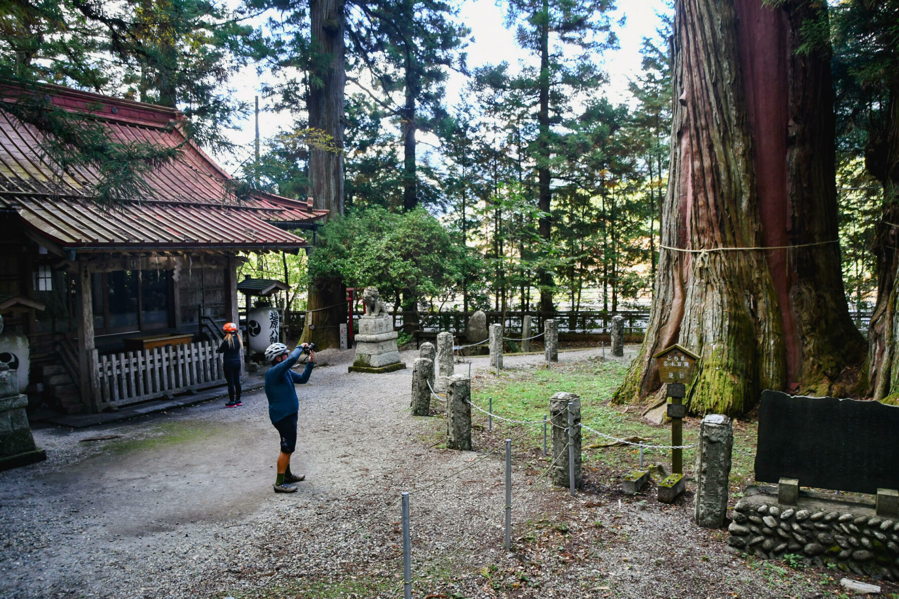 A cyclist taking a photo of an ancient and sacred cedar tree in Japan.