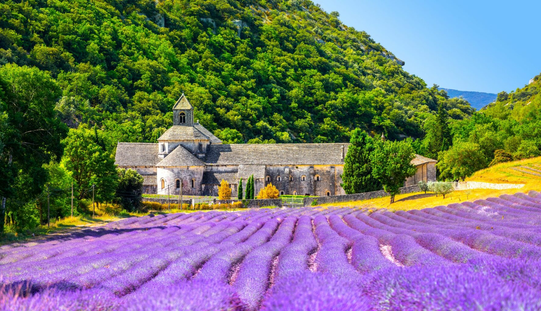 Senanque abbey, a Romanesque church in the village of Gordes in Provence, located next to a lavender field.