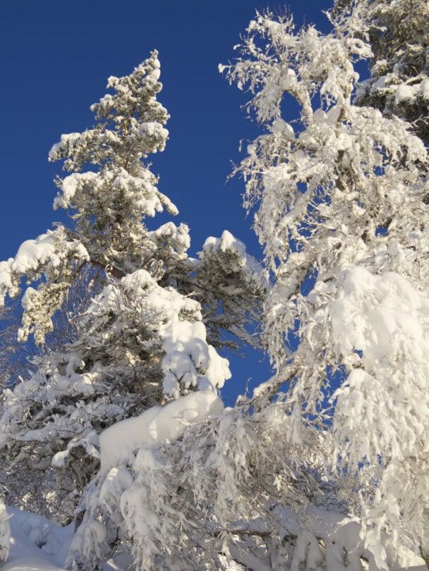 Guided resort backcountry skiing in Fjord Norway