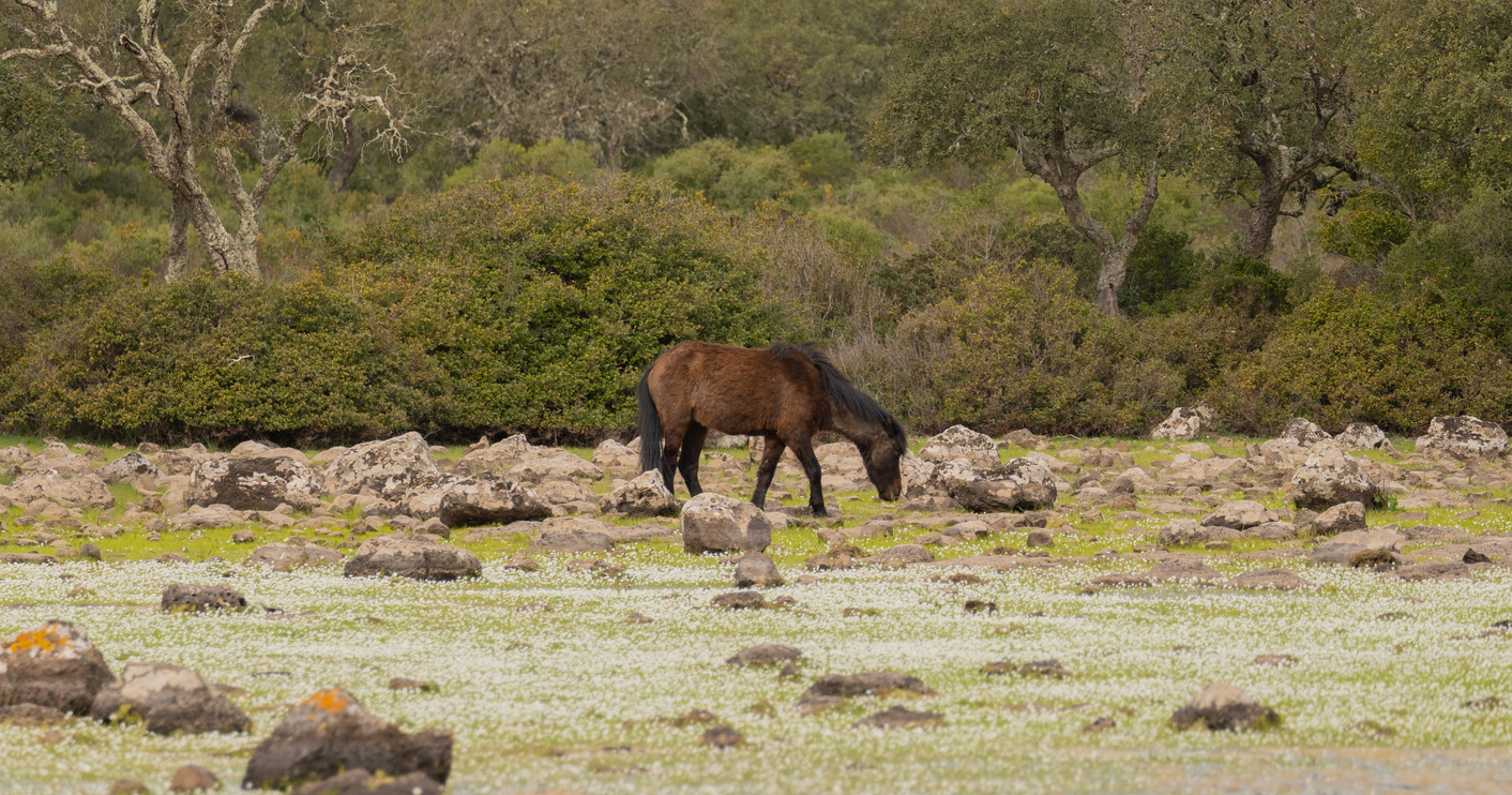 Wild horse in Sardinia