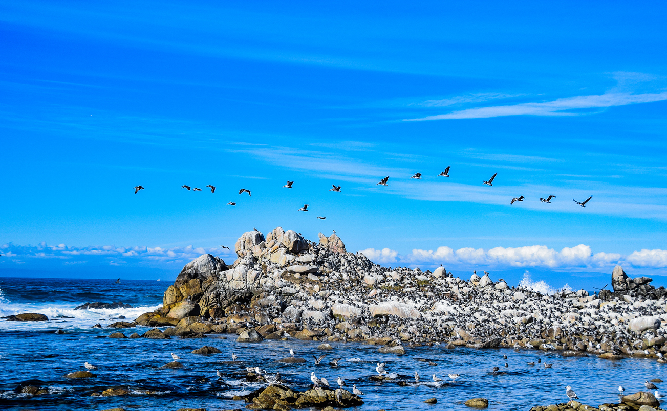 These cliffs along the 17 Mile Drive near Carmel, CA were literally coated with cormorants, pelicans, and seagulls.