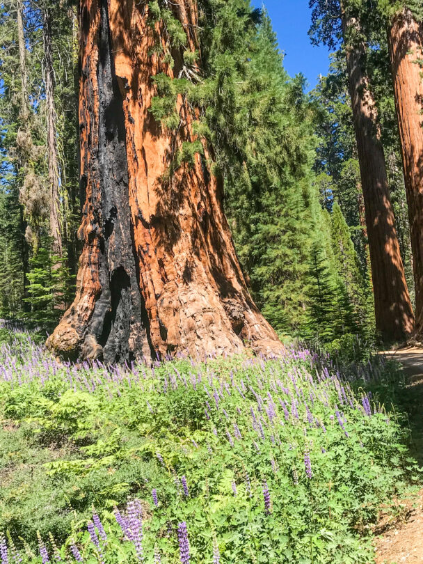Yosemite National Park Camping Tour