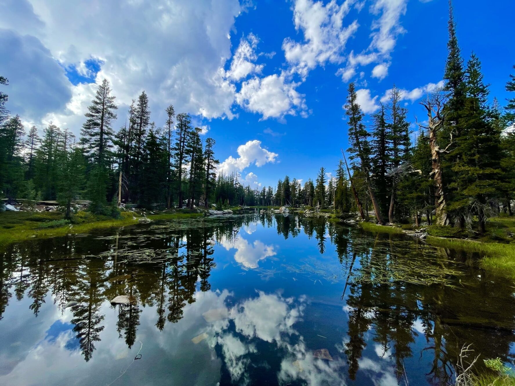 Conifer woodlands in Yosemite