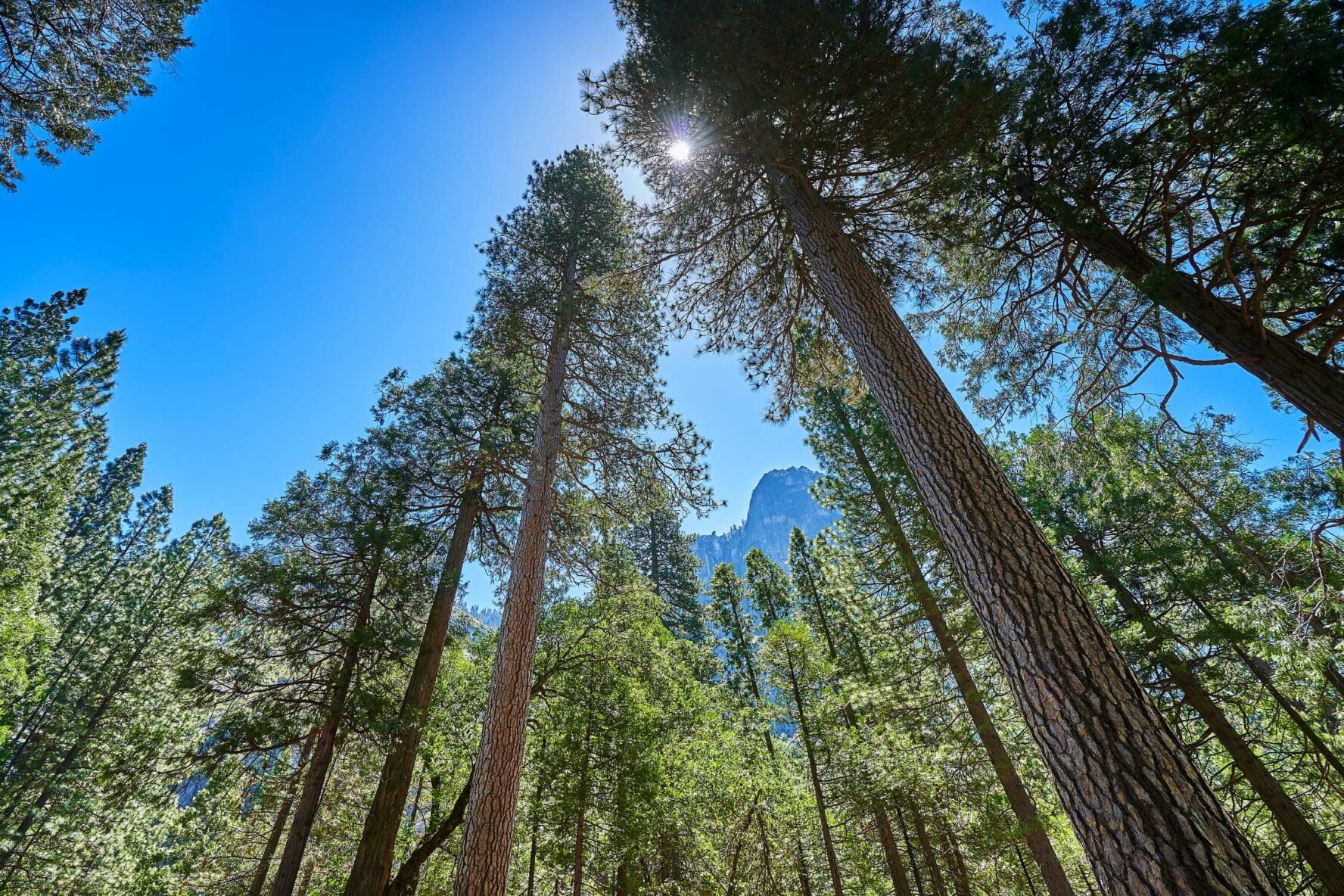 Conifers of an old-growth forest in Yosemite.