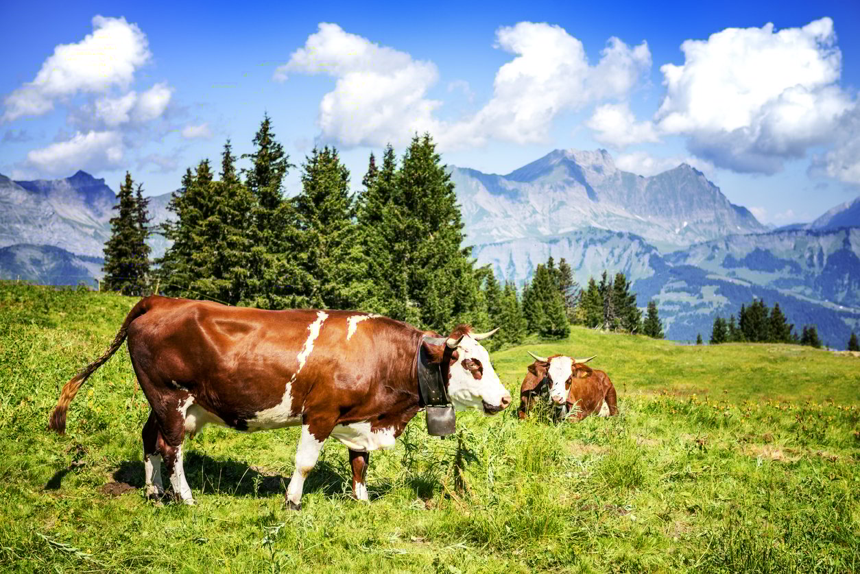 Cow grazing in the French Alps