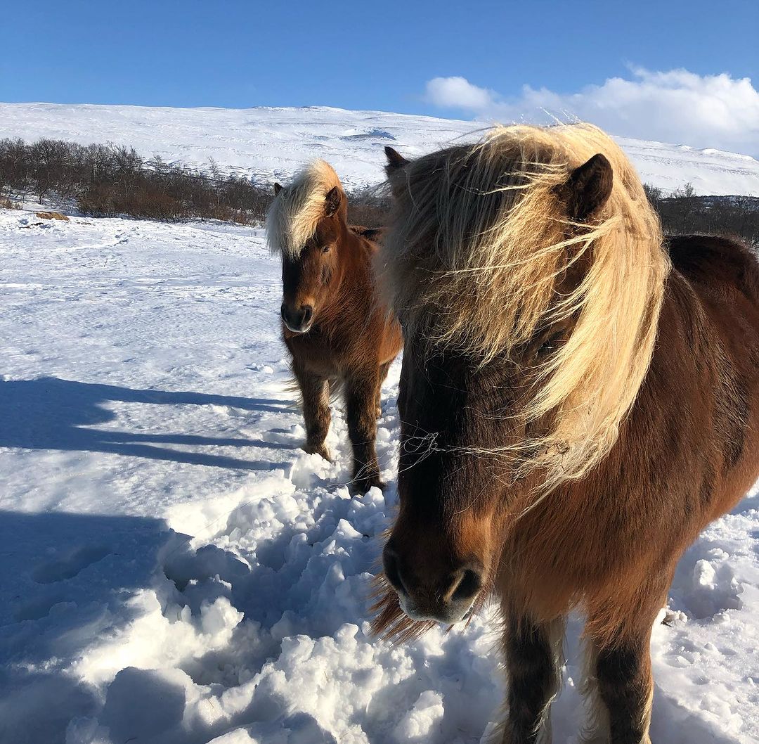 Cute horses in Iceland