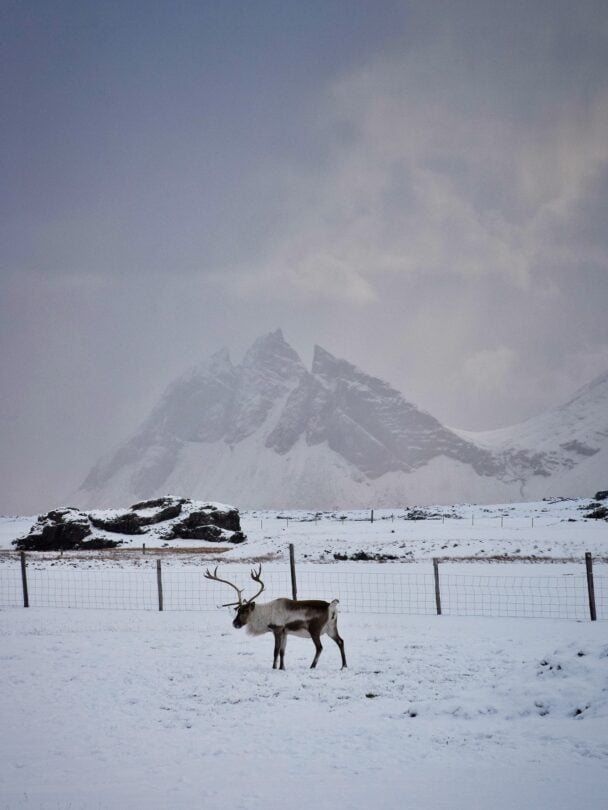 Winter hiking and sightseeing tour in Iceland