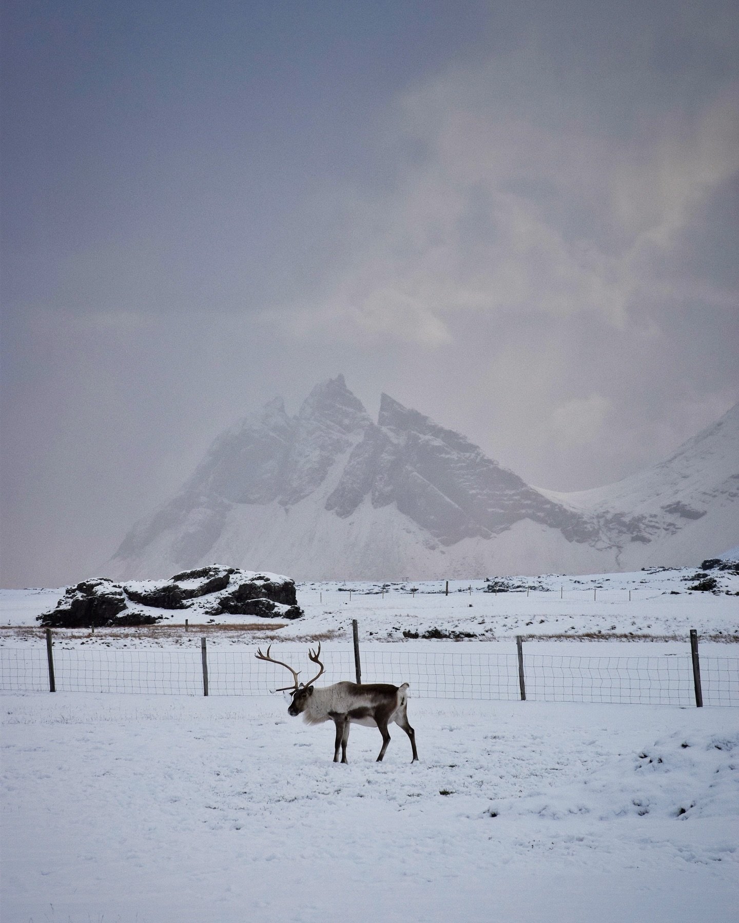 Iceland wildlife in the winter