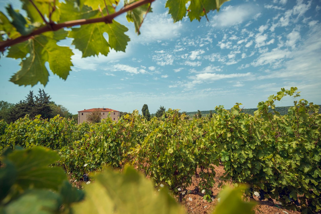 Lucca vineyards in Tuscany
