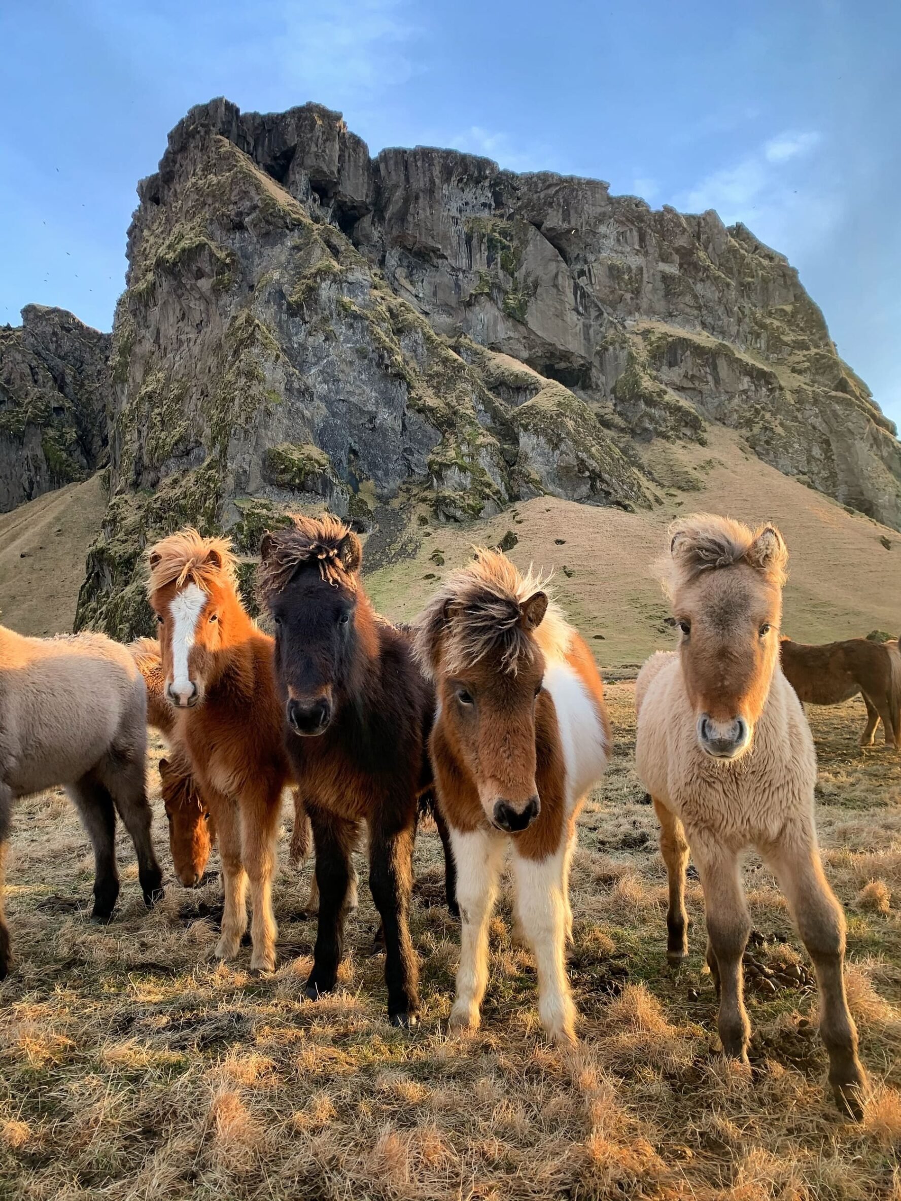 Several horses in Iceland