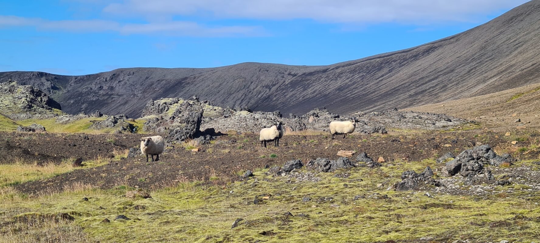 Sheep in the Icelandic Highlands.