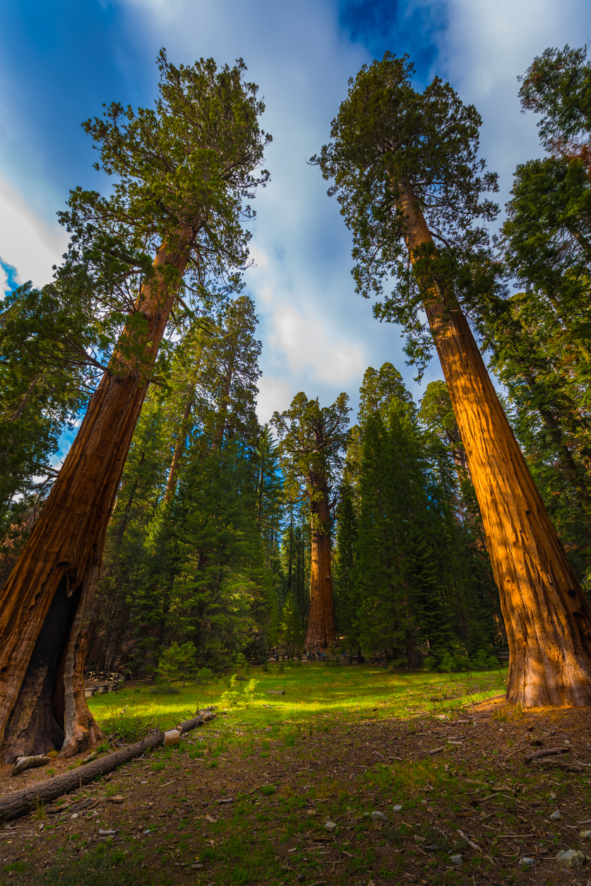 Tuolumne forests and big red sequoias