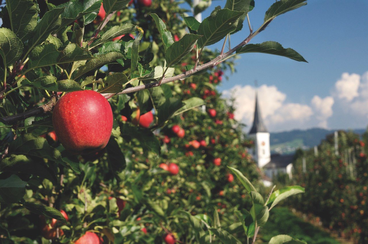 Apple trees near Lake Constance