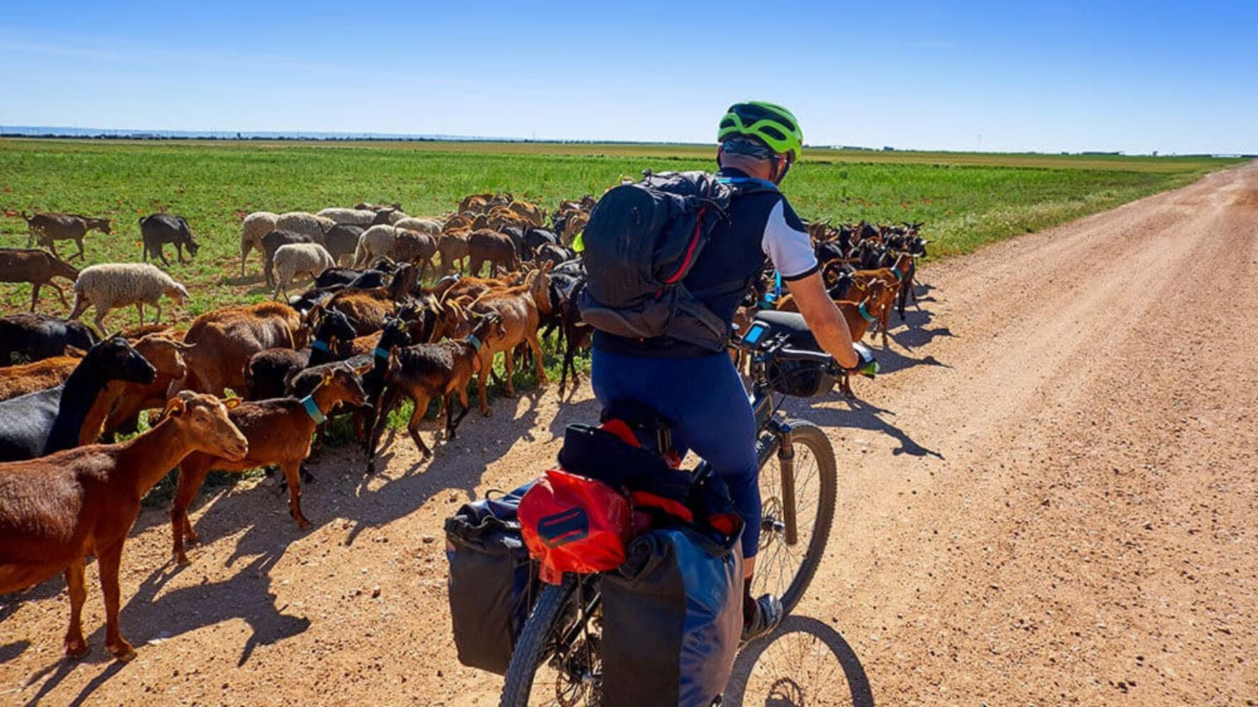 Cyclist riding along Camino Frances in the Spanish countryside, with farm animals following him.