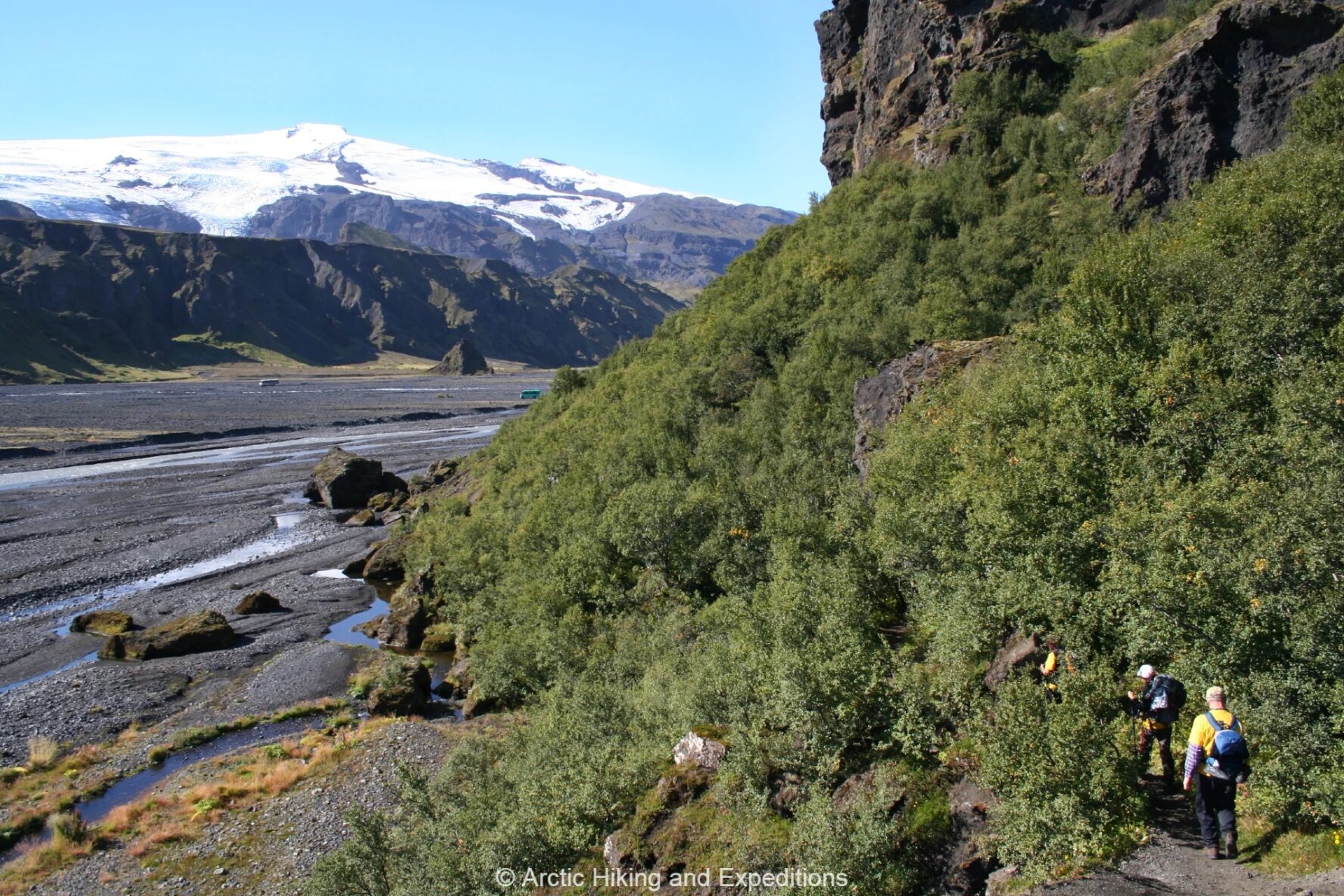 Forest, Iceland Laugavegur