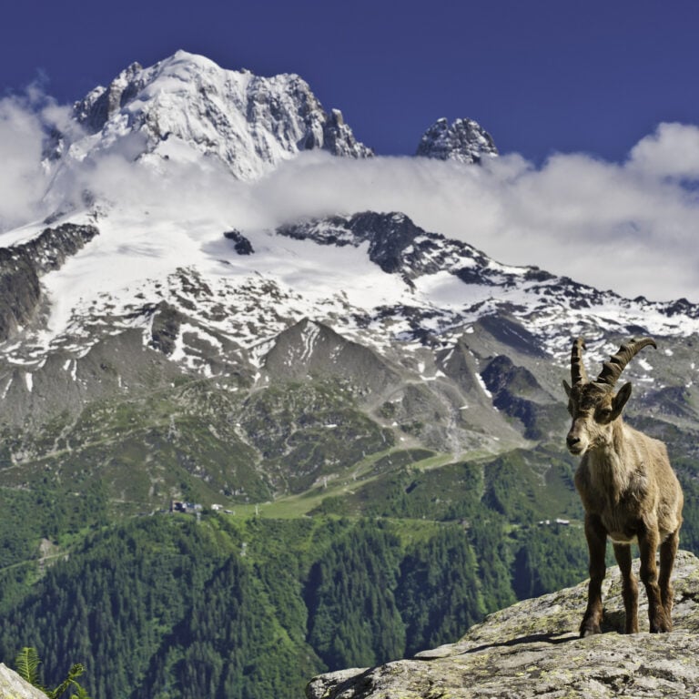 Ibex spotted along the Tour du Mont Blanc.