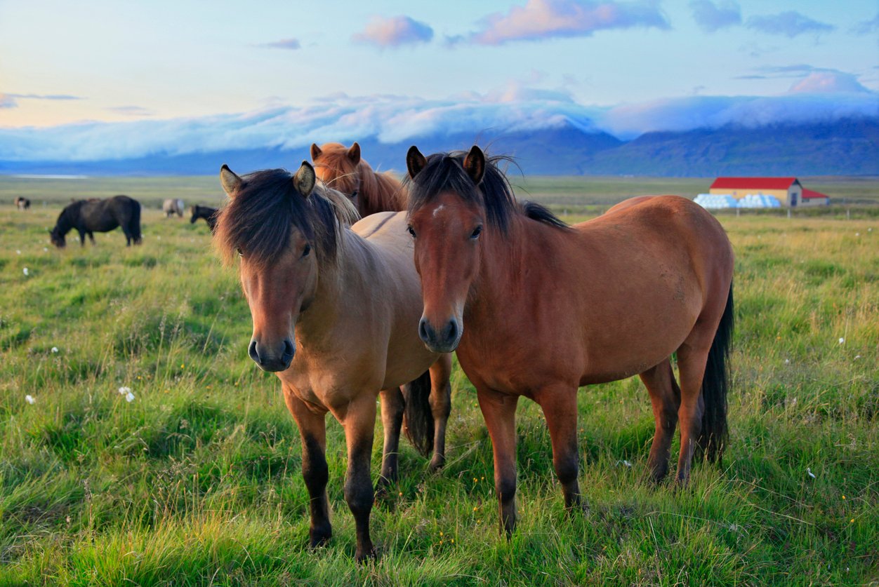 Langidalur valley horses