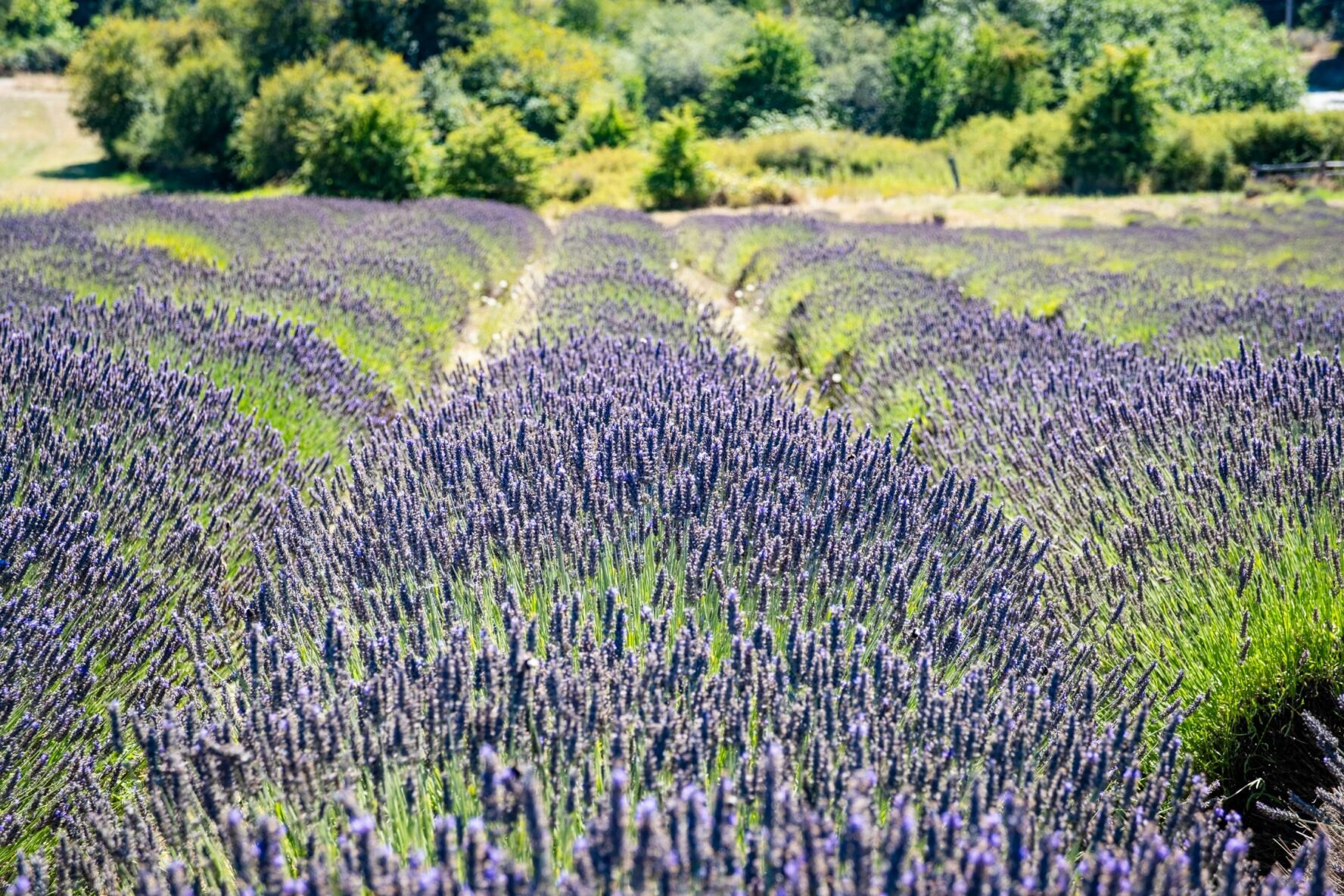 Lavender field, San Juan Islands.