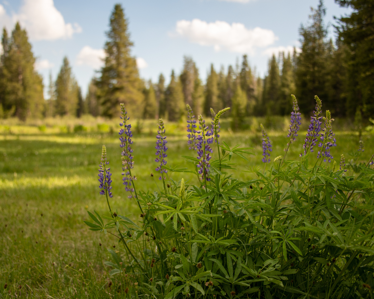 Meadow at the Yosemite
