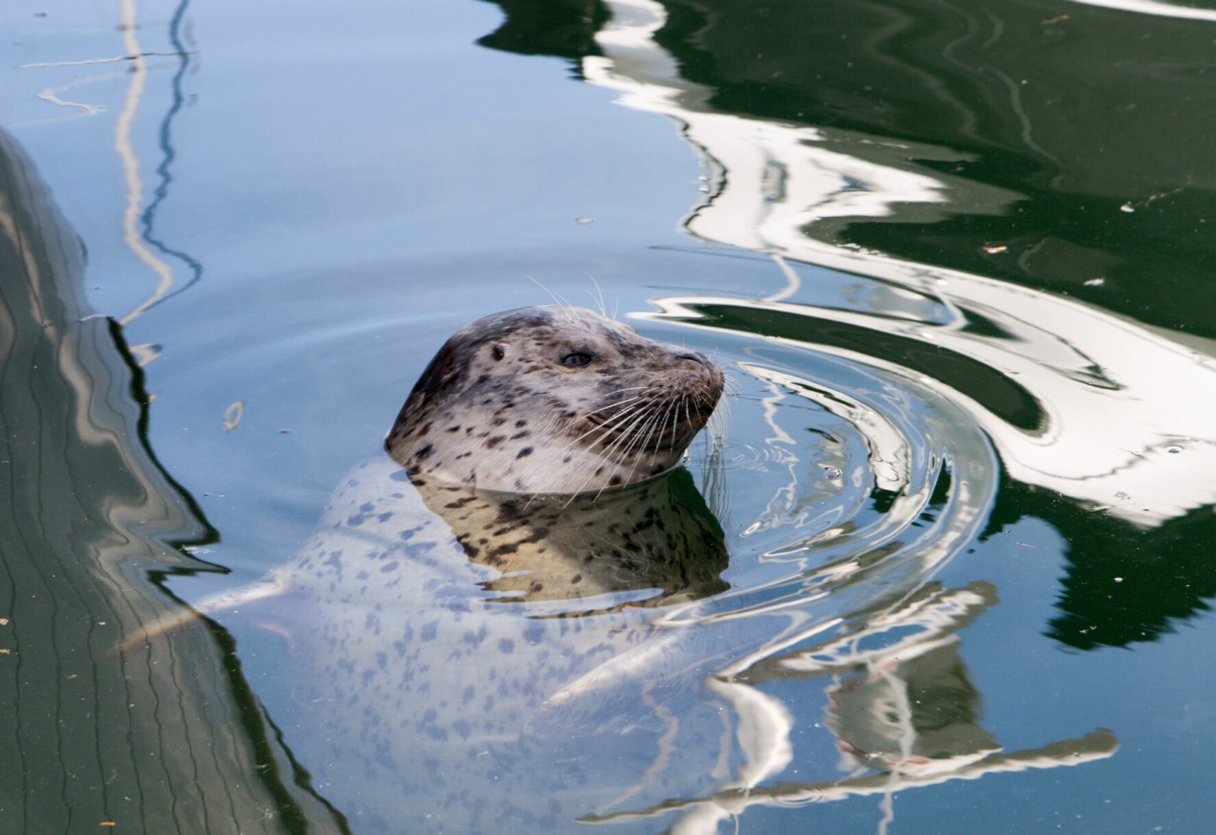 Seal in Friday Harbor, San Juan Islands.
