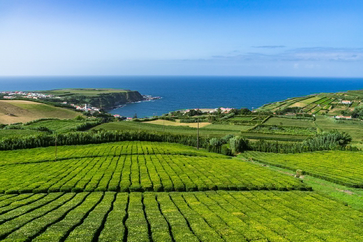 Mesmerizing view of a tea plantation near the lake in Sao Miguel, Azores, Portugal