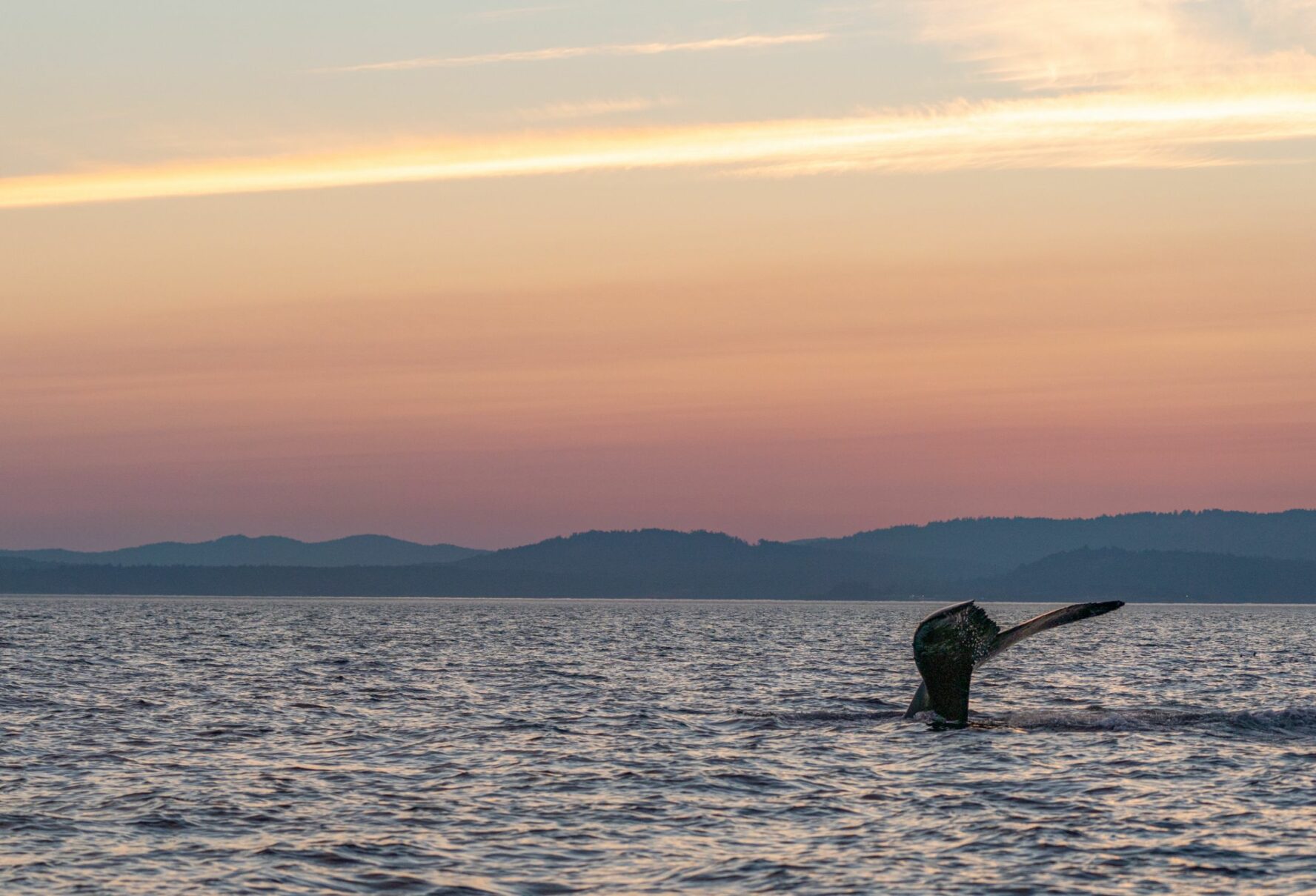 Whale sighting in the San Juan Islands.