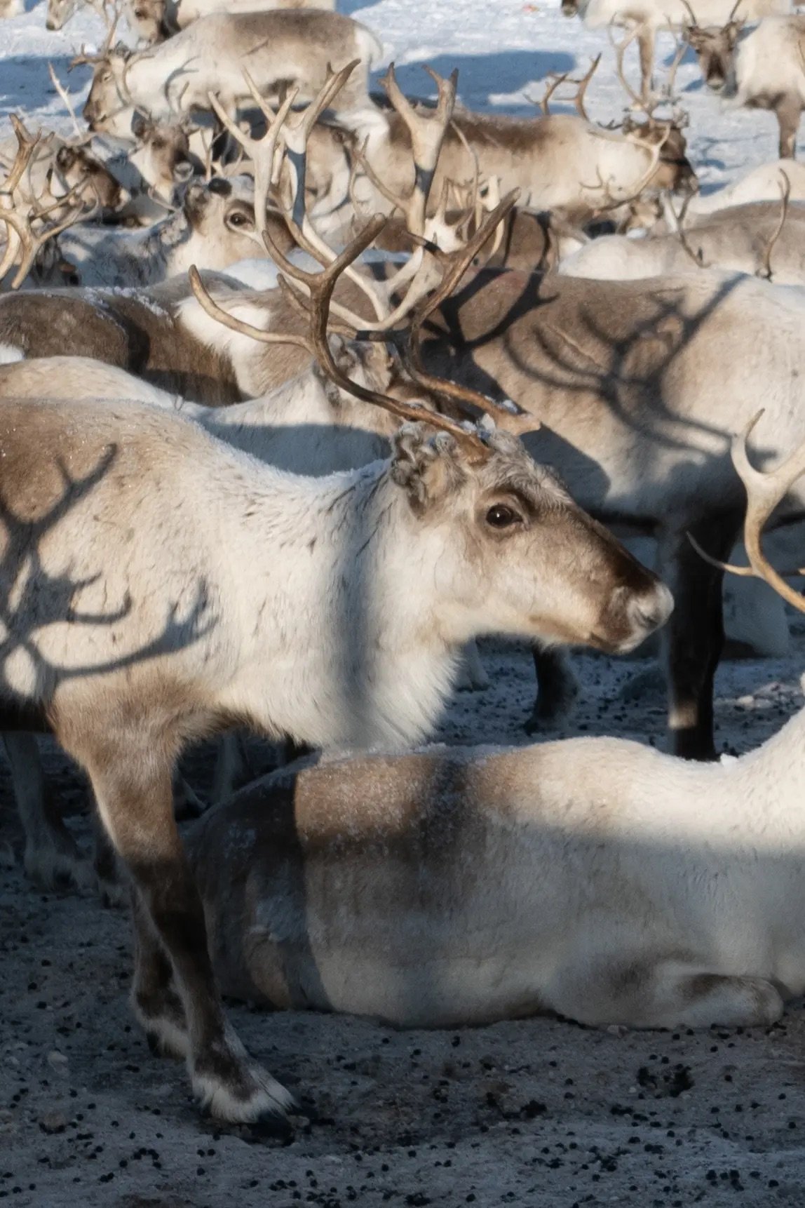 Wildlife in Northern Norway