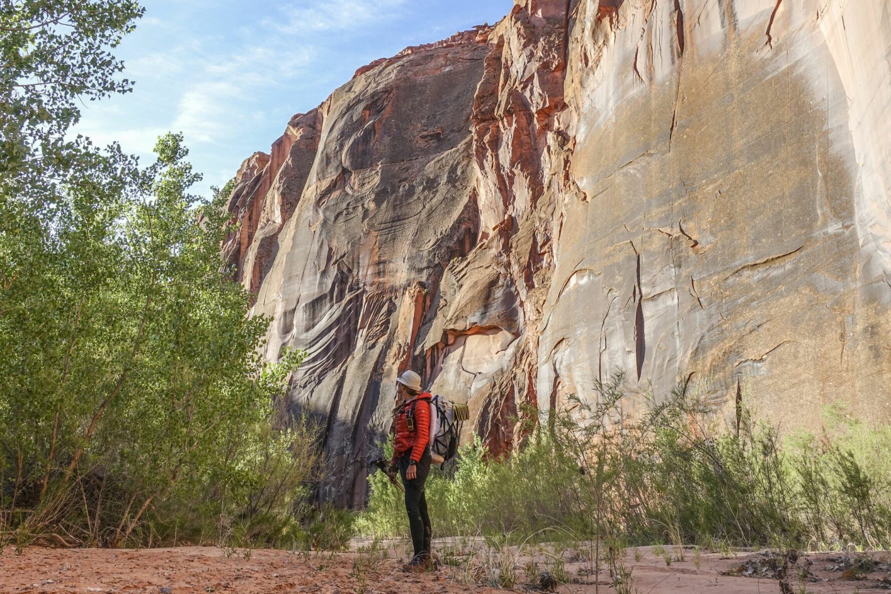 Backpacker looking at small cottonwood trees and a massive sandstone rock formation, in Coyote Gulch, Utah.