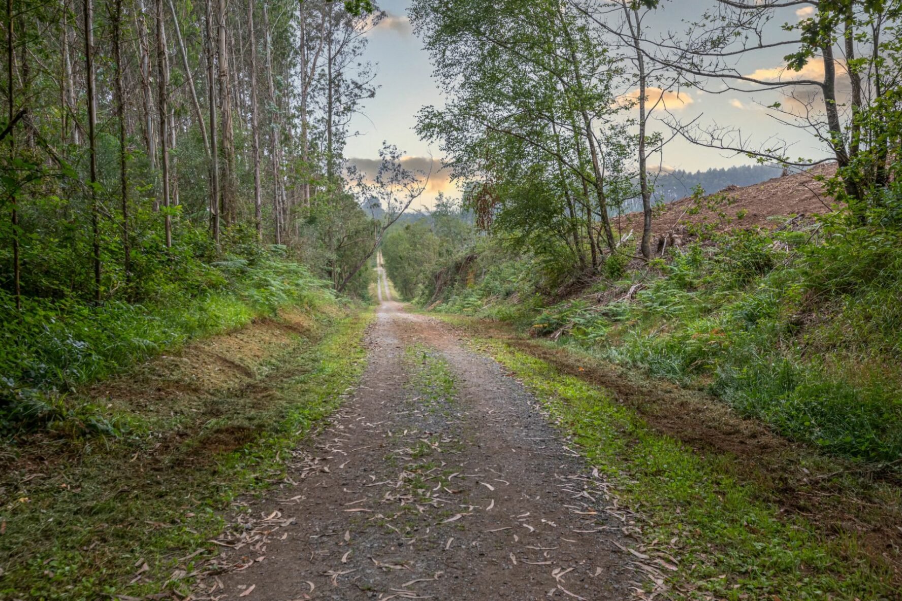 Camino Frances near Arzua, Spain.