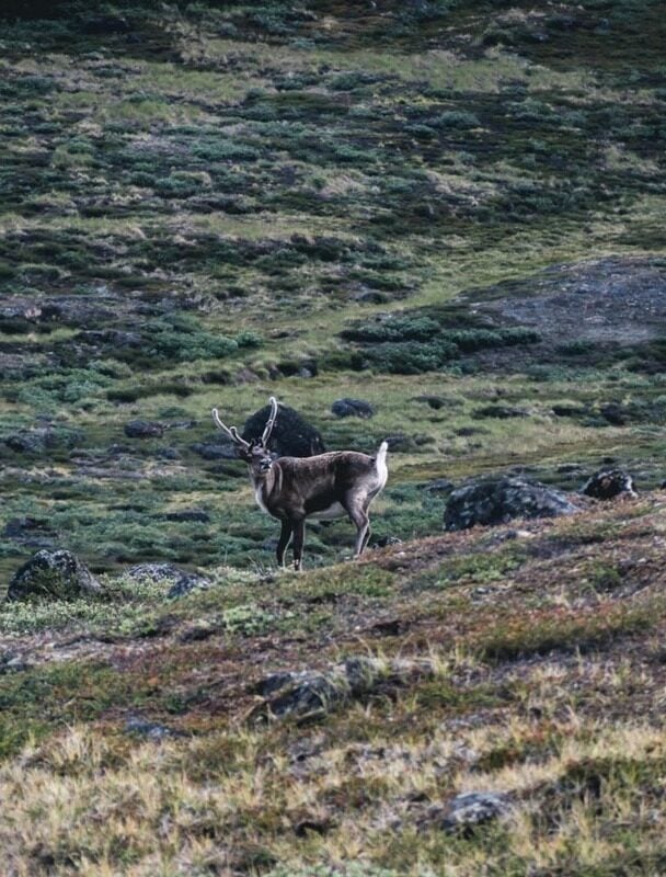 Hikers on the Arctic Circle Trail