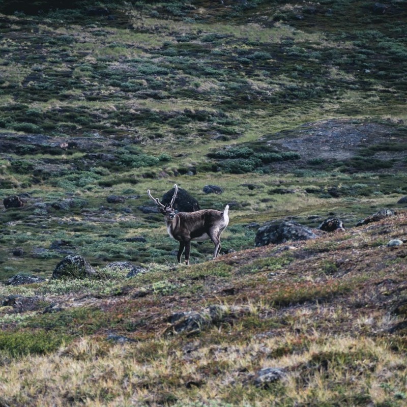 Deer in Greenland landscape