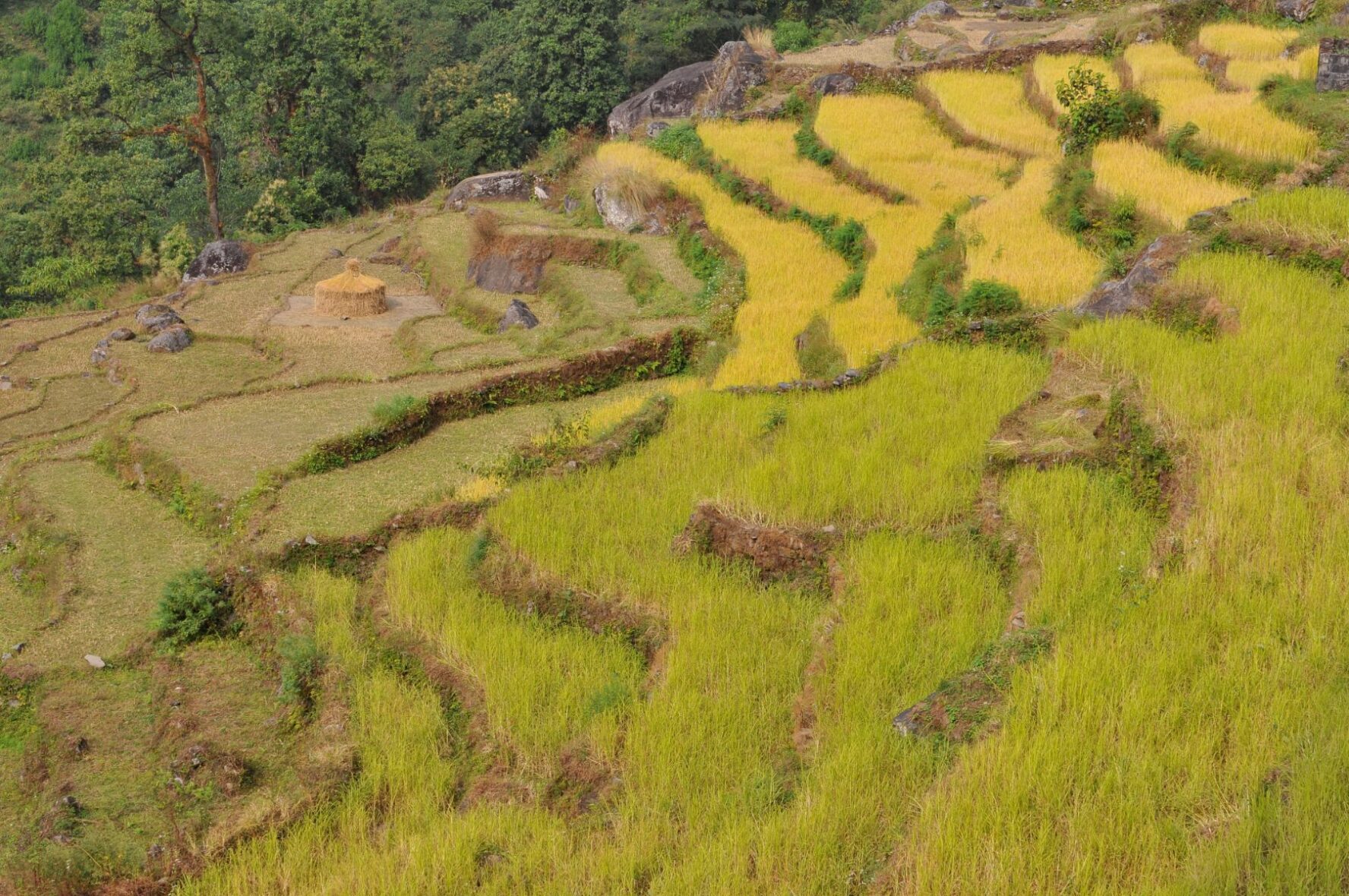 Terraced rice field near Nayapul, Nepal.