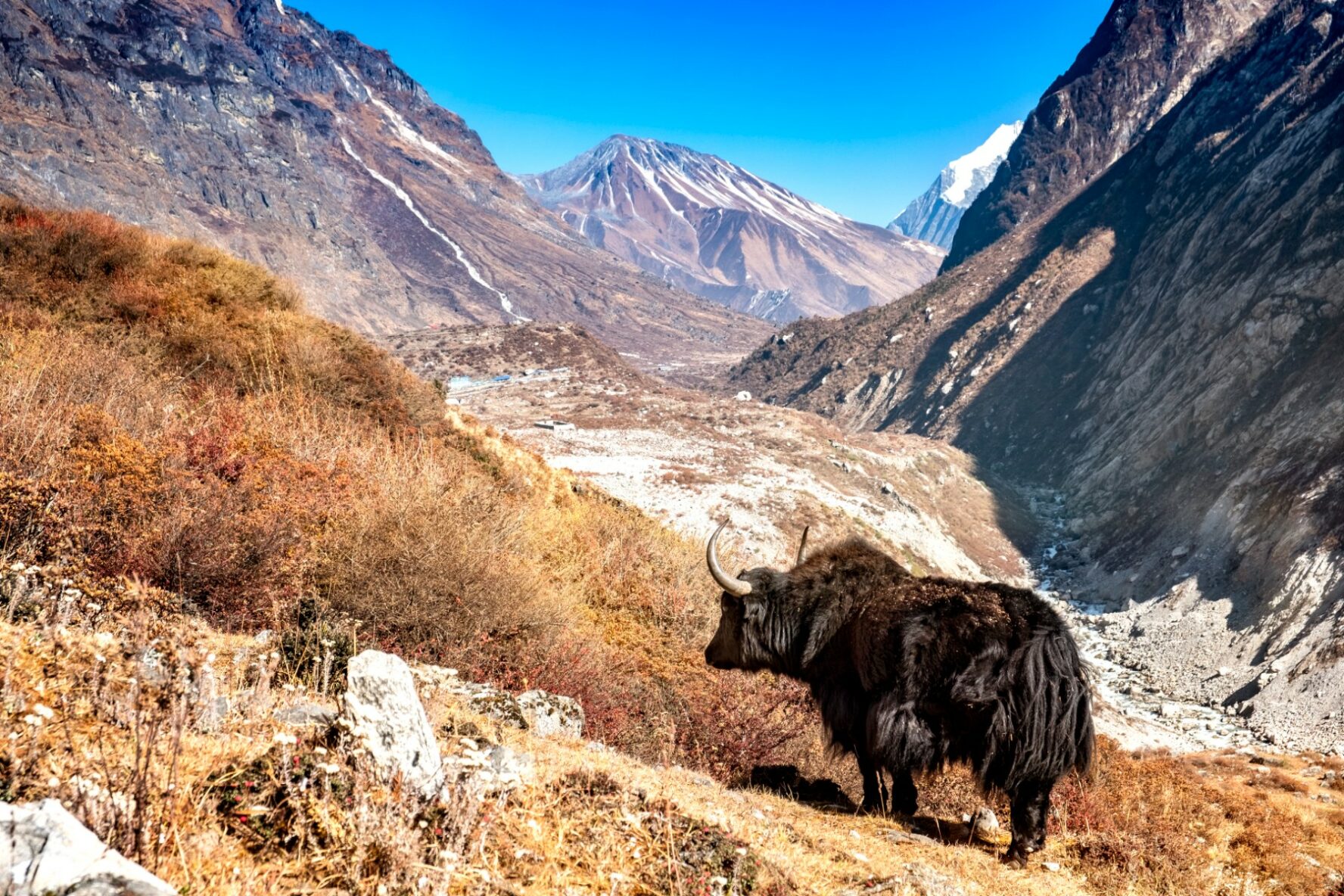 Ox in the Himalayas.