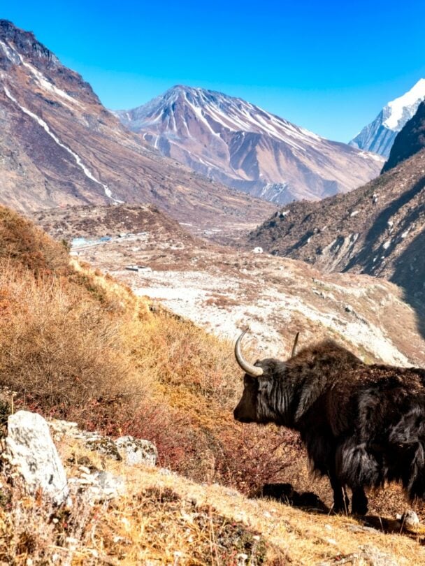 Langtang Valley Trek: Hidden Gem of the Himalayas.