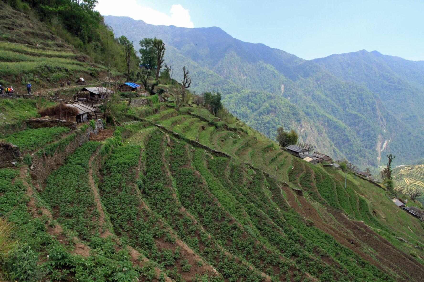 Terraced rice fields in the Nepalese village of Chhomrong, seen during the Annapurna Base Camp Trek.